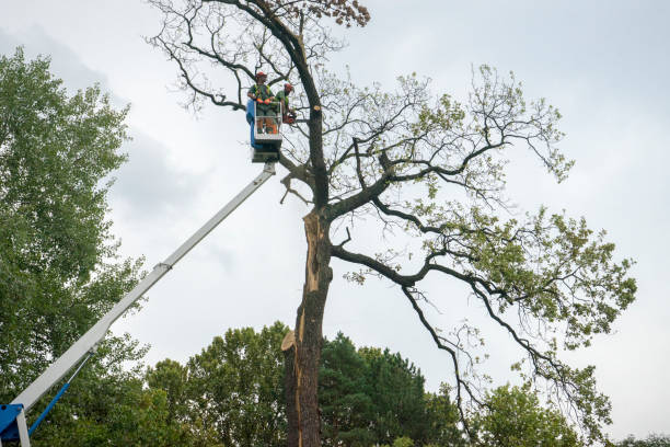 How Our Tree Care Process Works  in Spring Valley Lake, CA